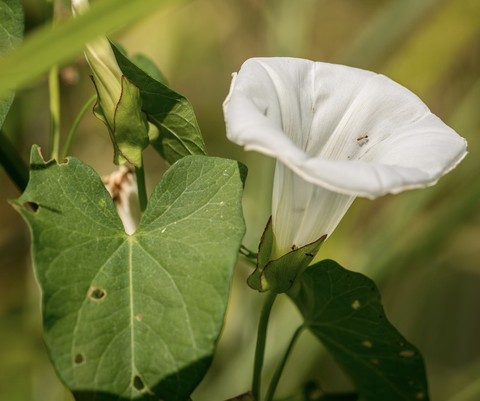 sfondi moonflower, leaf