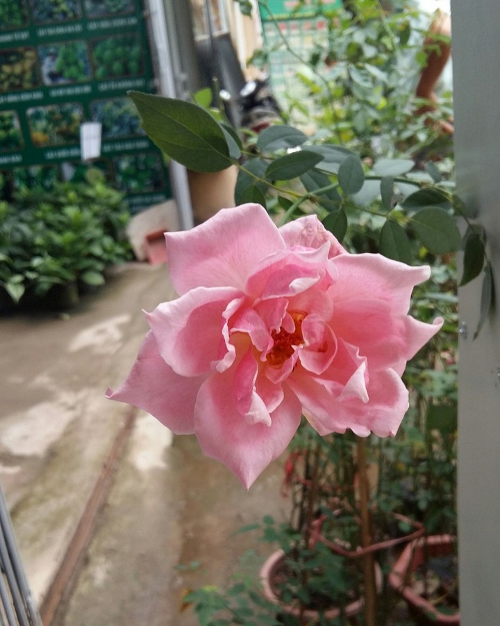 france rose