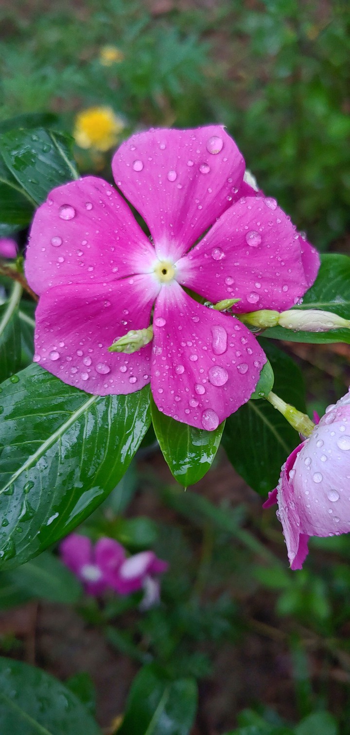Flowers