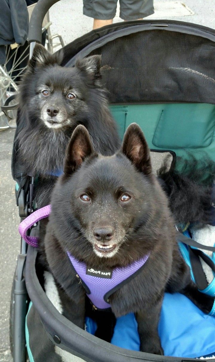 Raider and Dexter