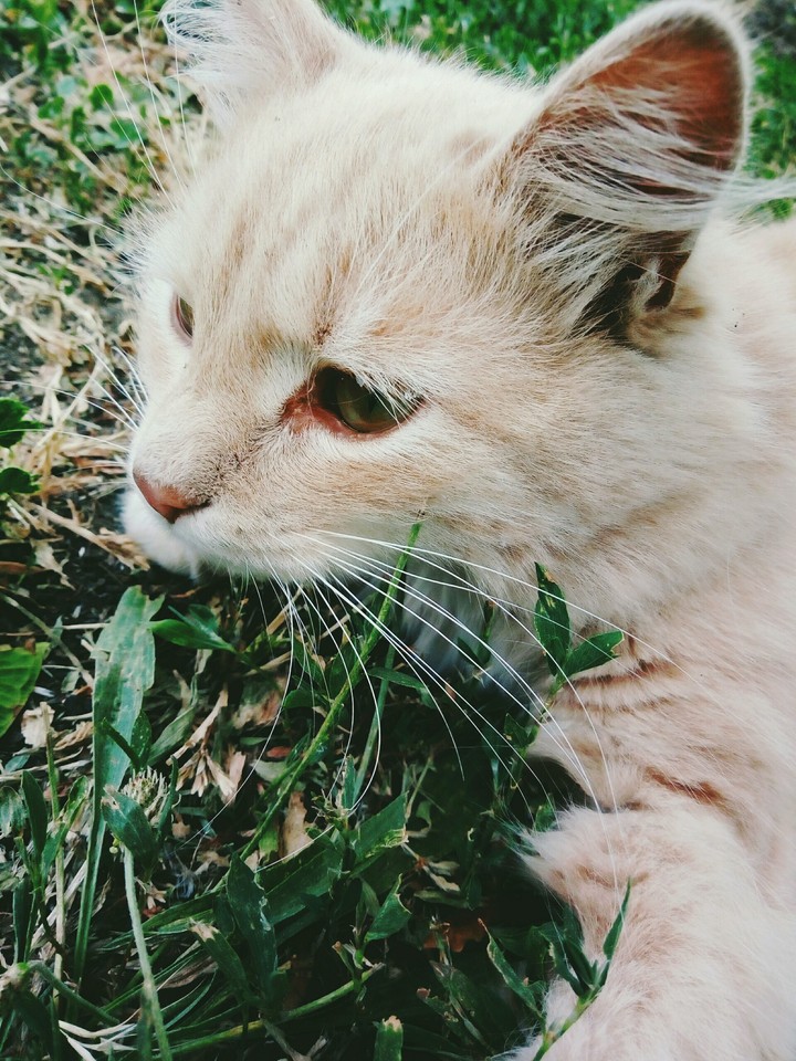 my little kitten