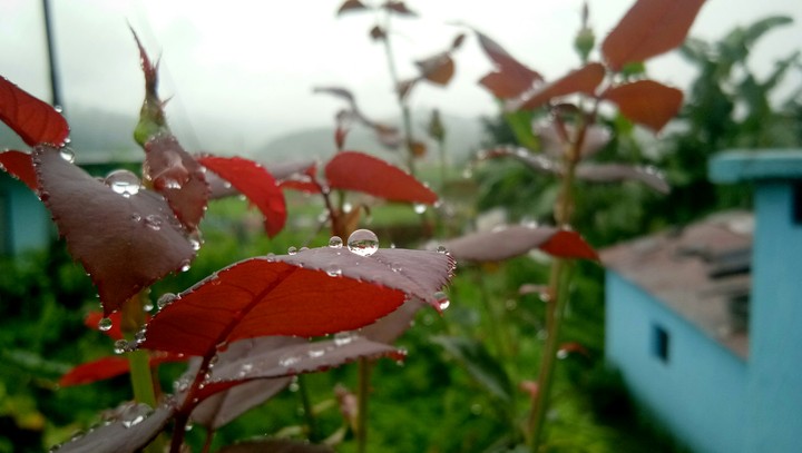 drop