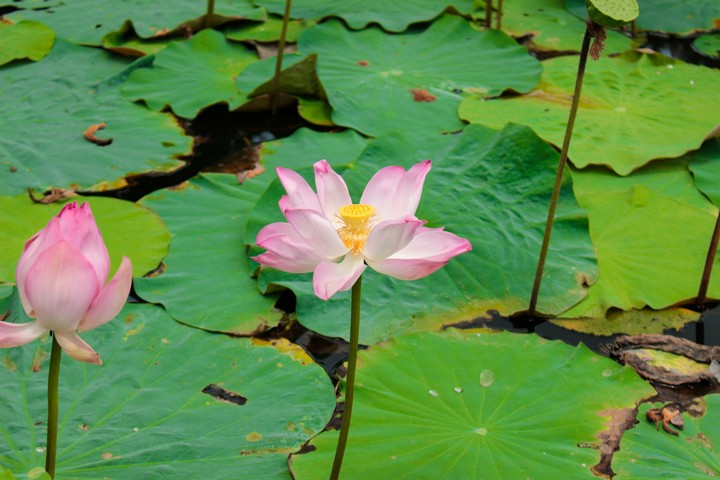 Tàn