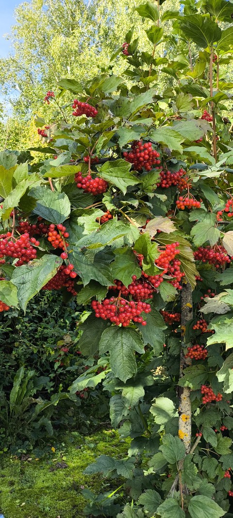 berry, food वॉलपेपर