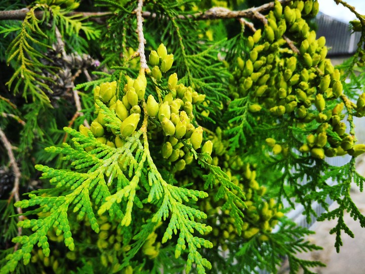 tree