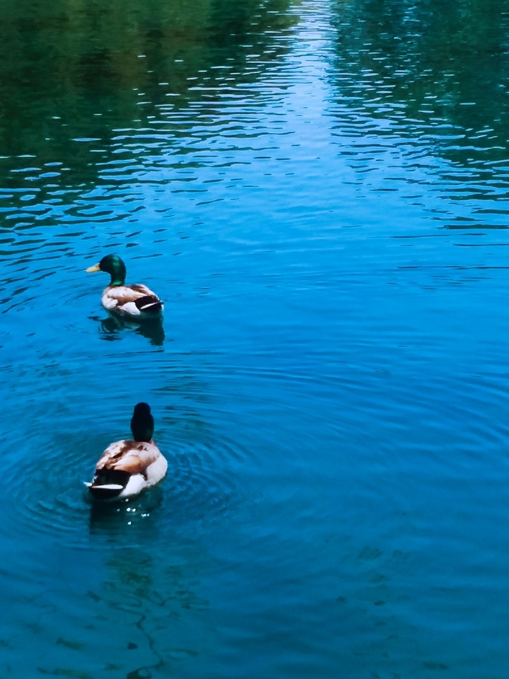 Swim With Me