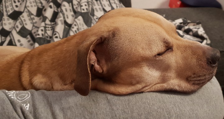Léon descansando