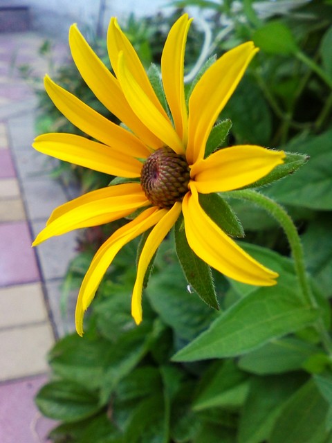 sfondi coneflower, wildflower