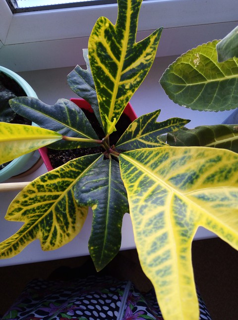 tree, houseplant Hintergrundbilder