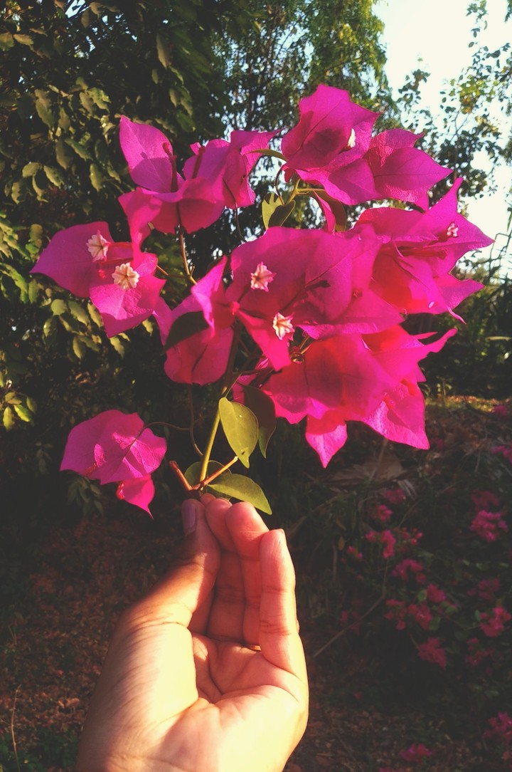 flowers❣️