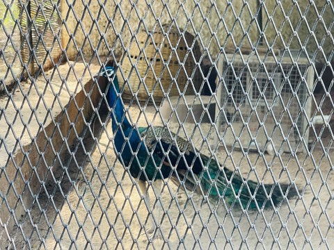 landfowl, bird wallpapers