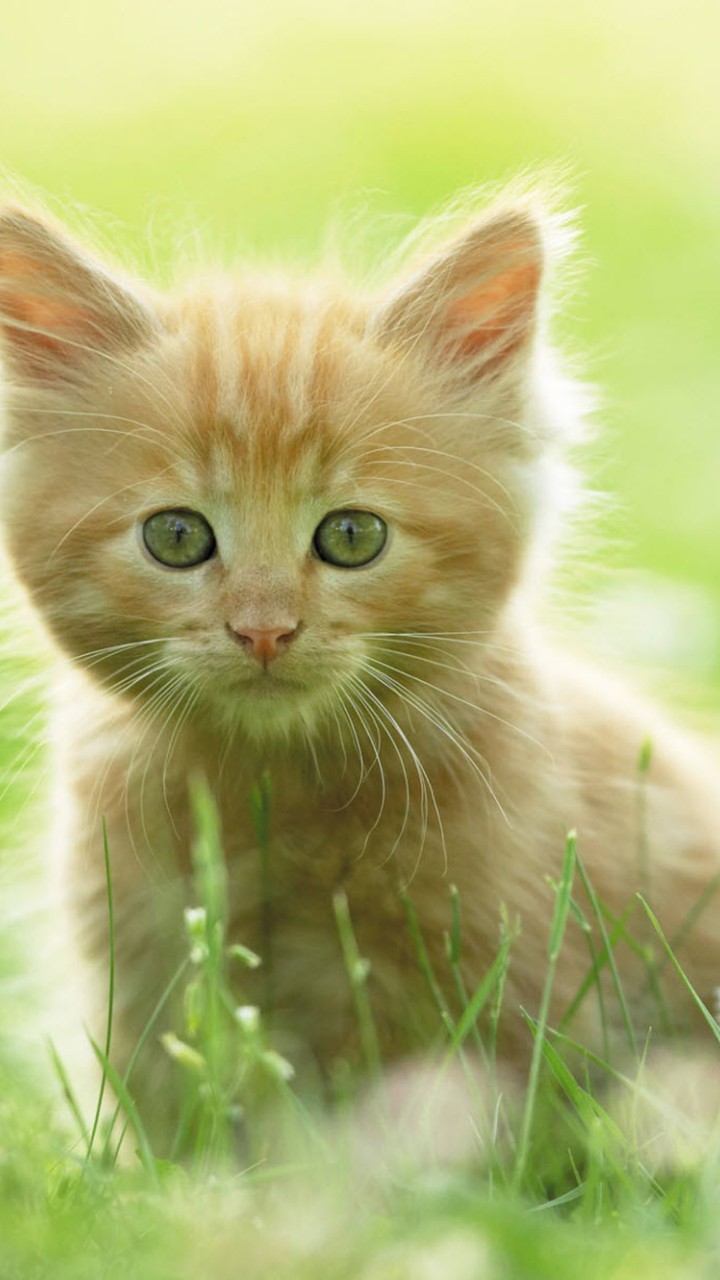 котик