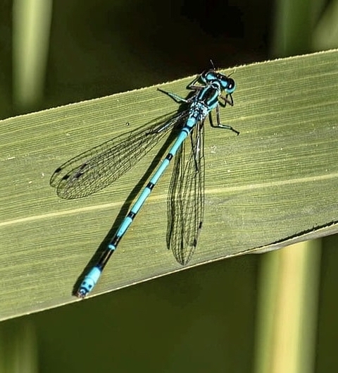 特写镜头, dragonfly壁纸