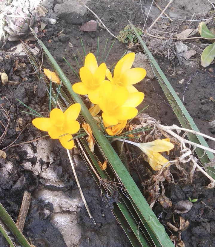 Spring colour