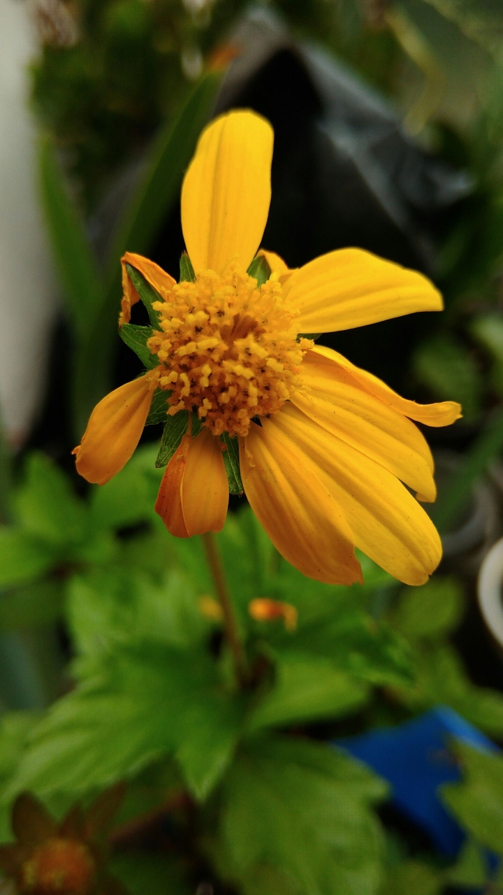 Flor amarela