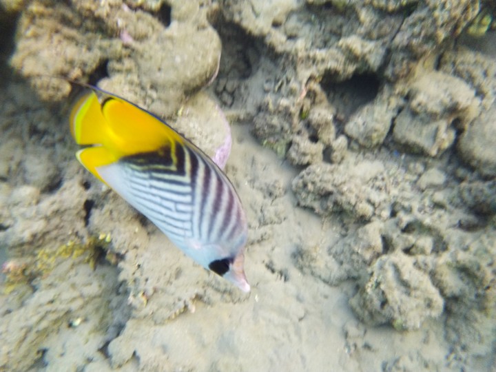 read sea in sharm  el  sheikh  in Egypt