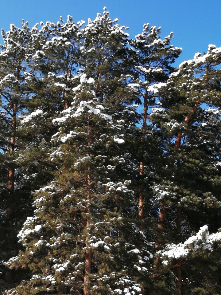 снег
