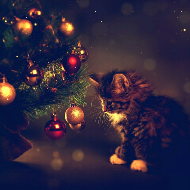 So cute :)