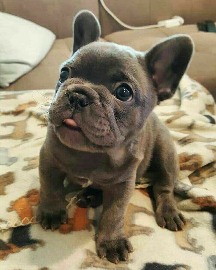 #dog#