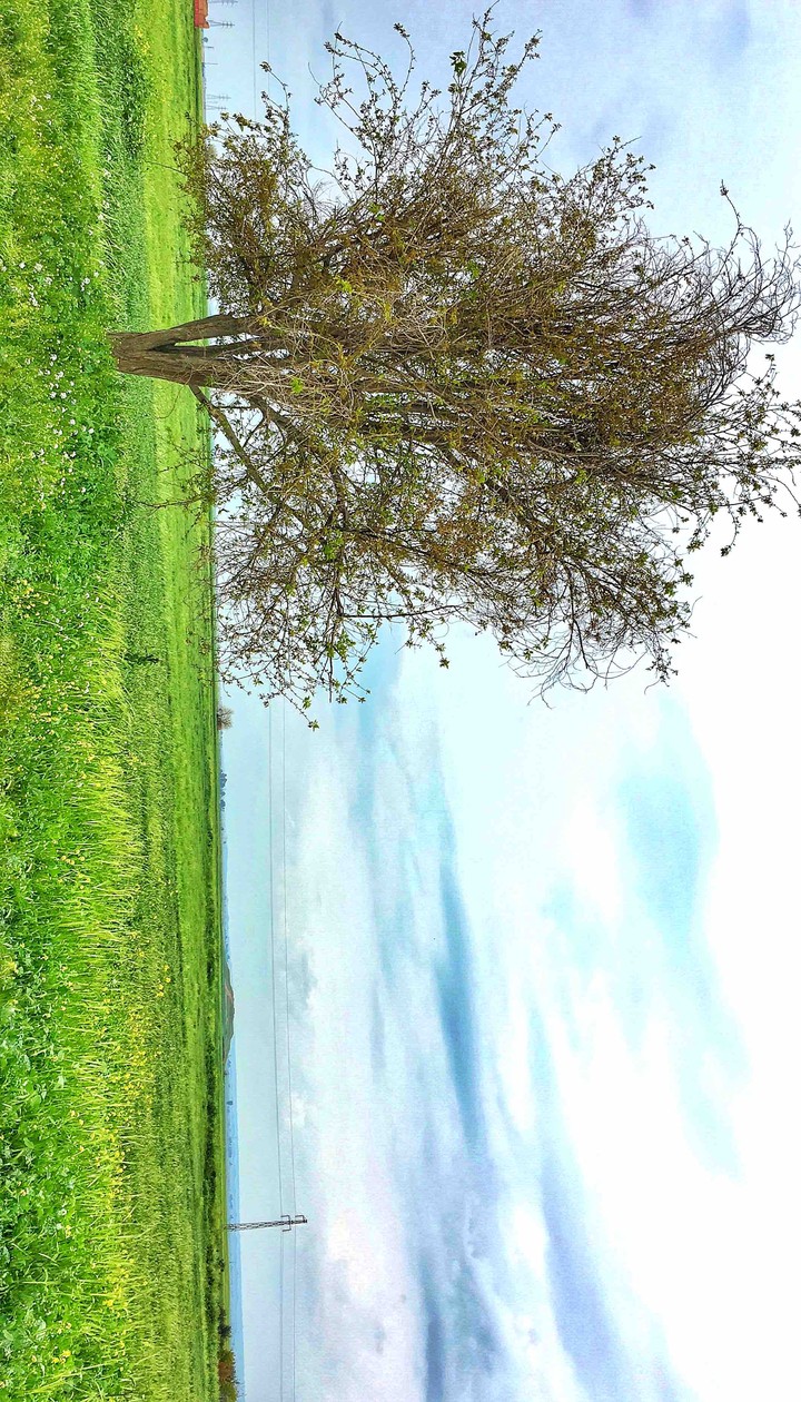 spring