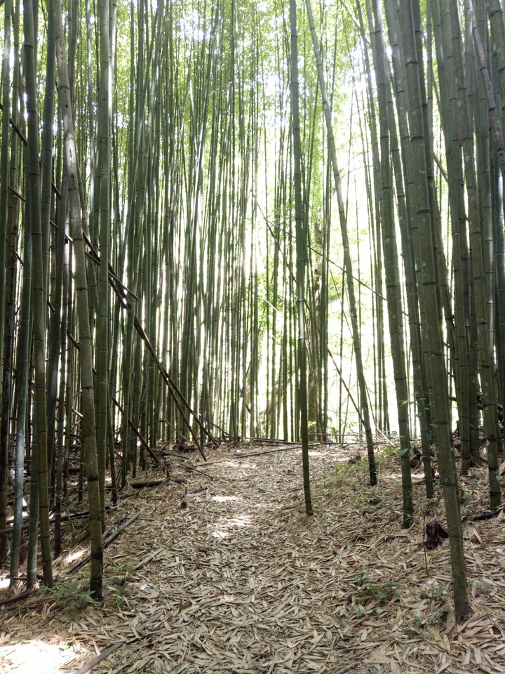 竹•林