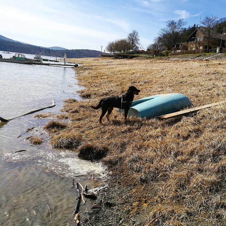 Hund