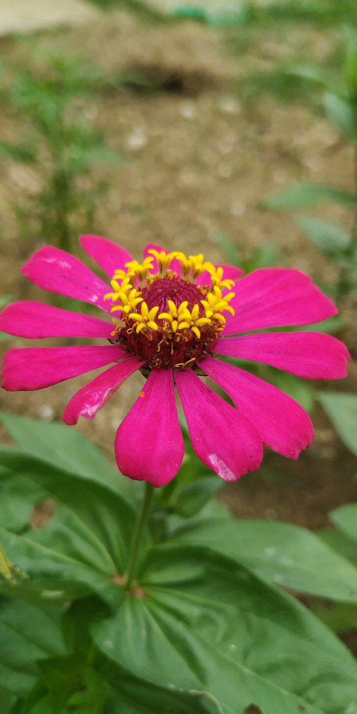 flower
