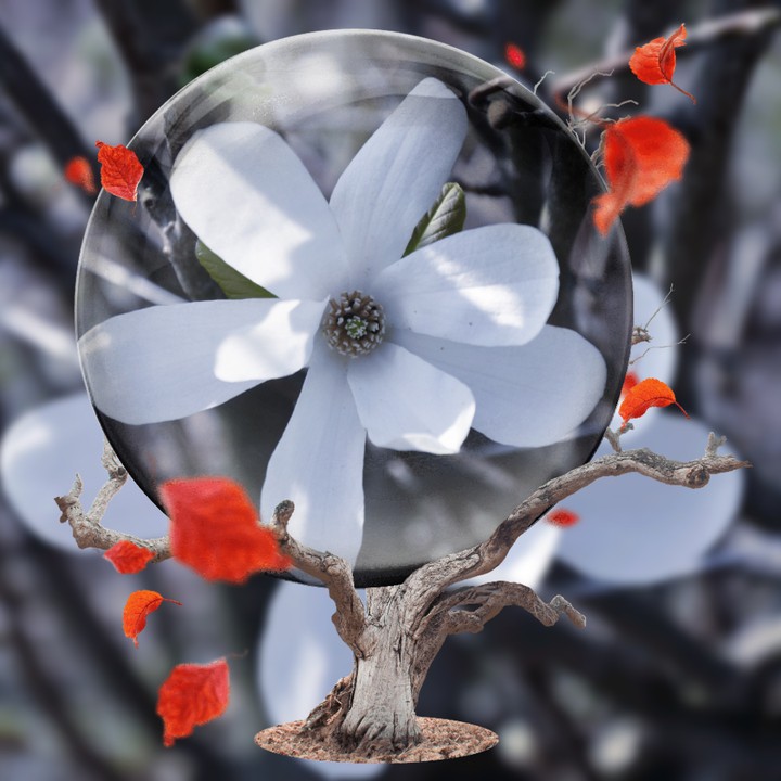 Flower Magnolia