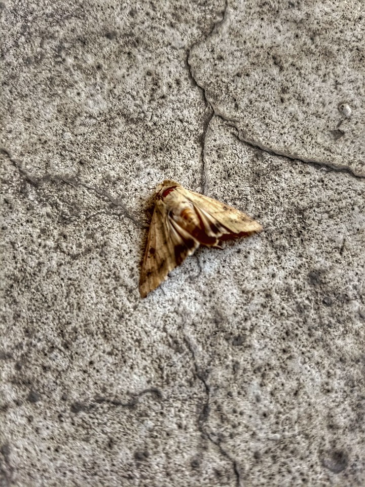 Fly