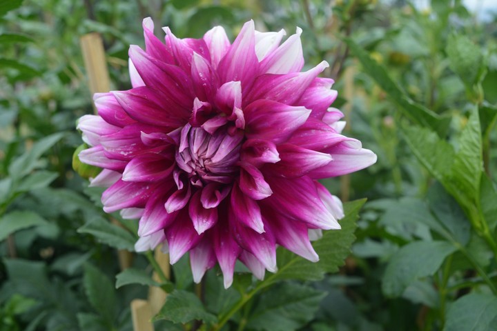 Dahlia