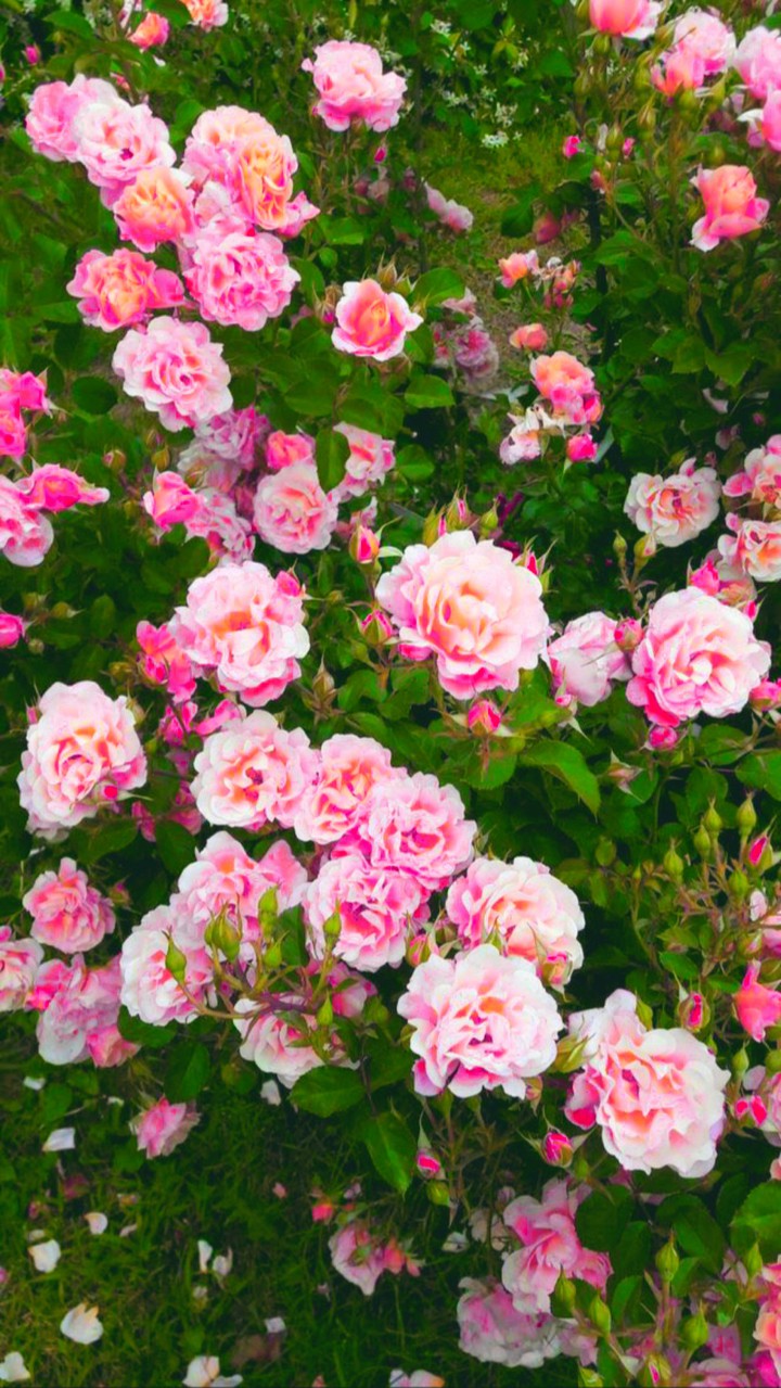 Rose garden