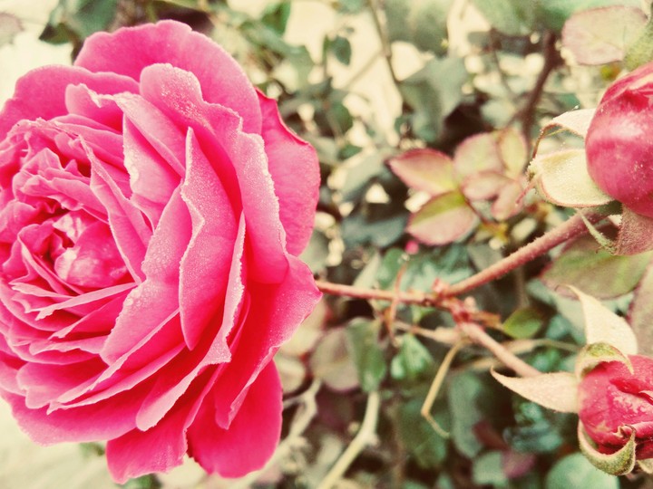 my loving rose