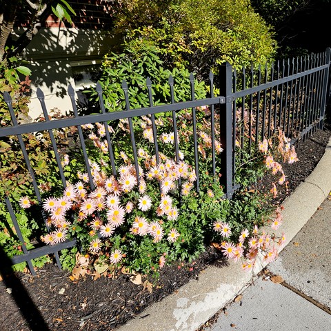 Flower, Shrub, Fence