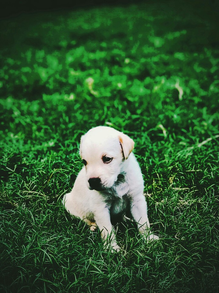 Dog