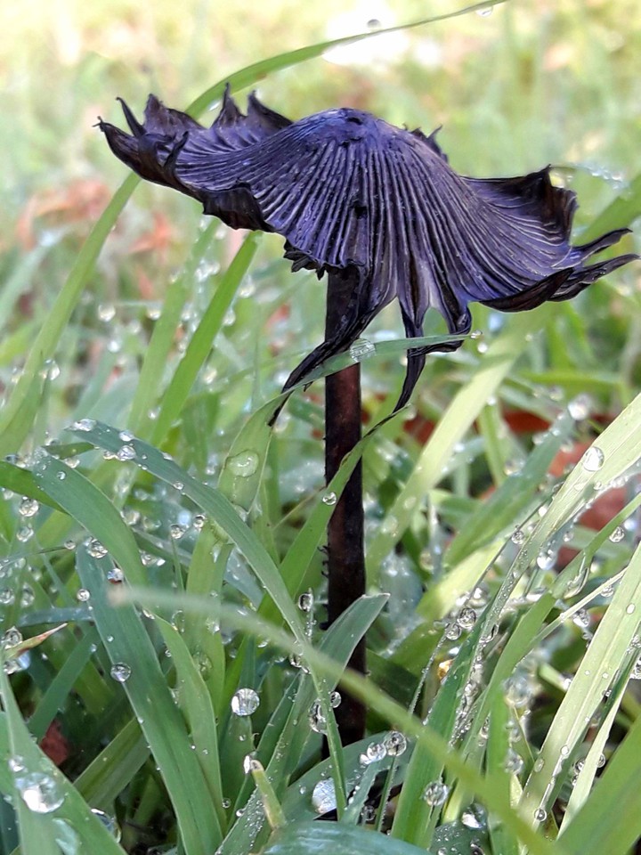 Hongo negro