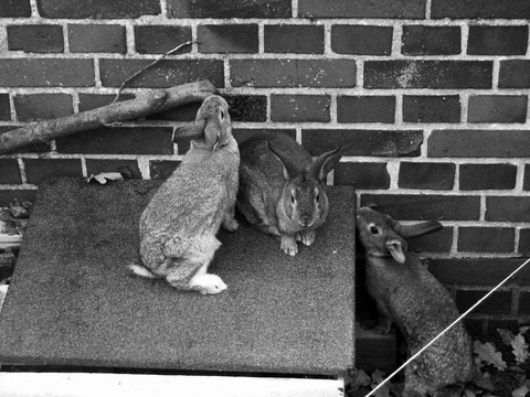 # my rabbits