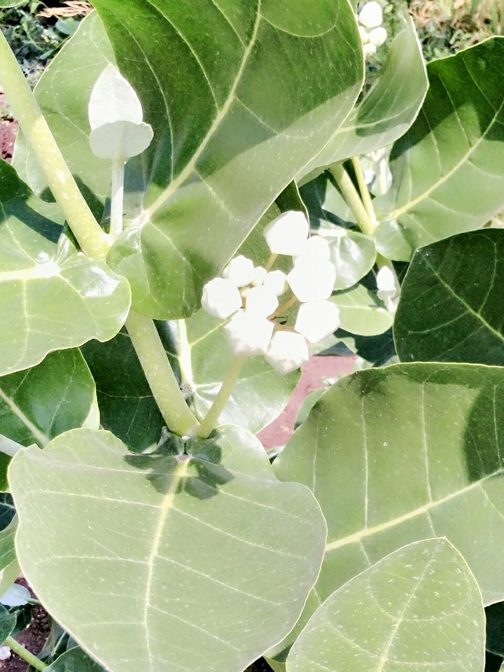 Leaves