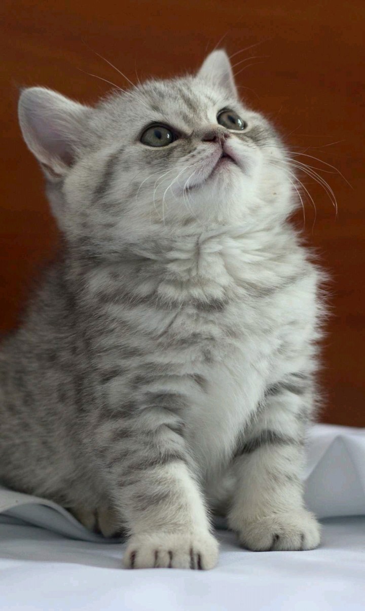 Kitten