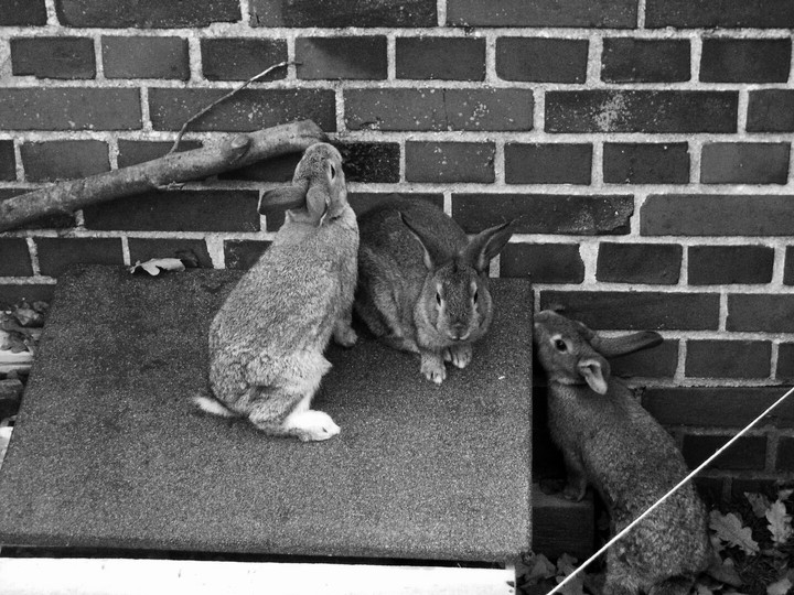# my rabbits