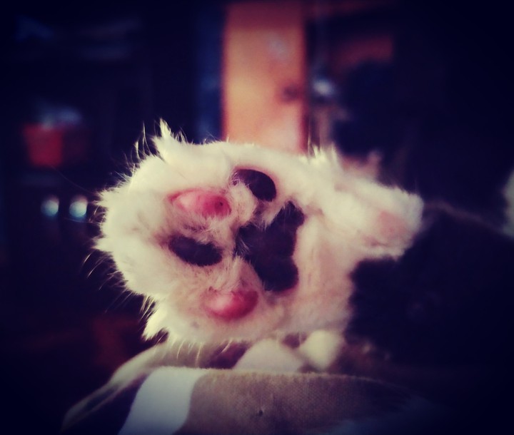 CAT :)
