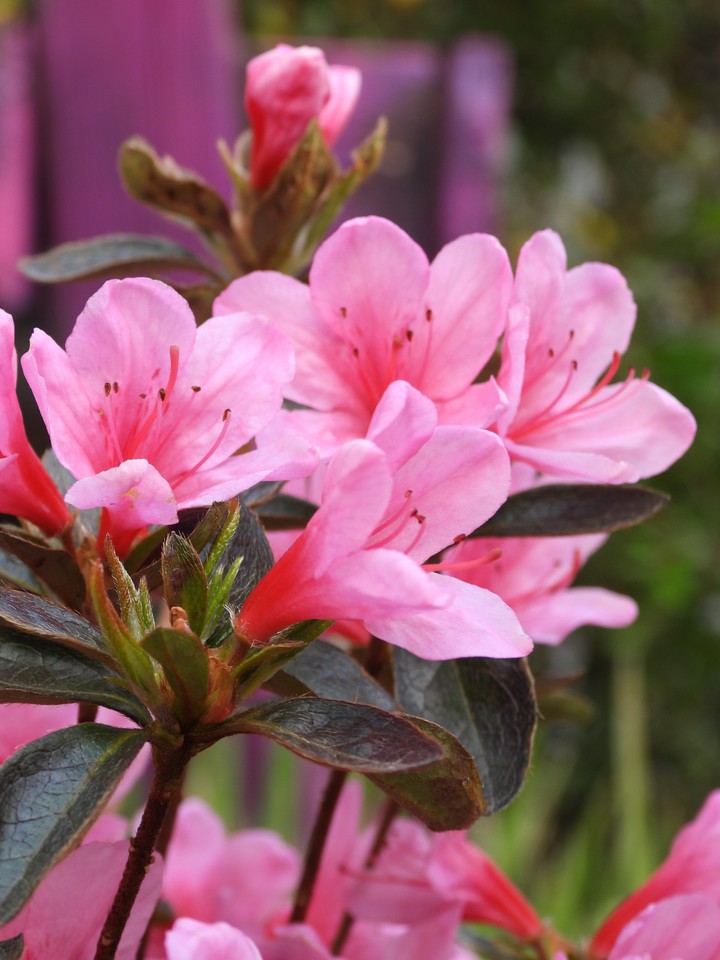 schönste Blumen