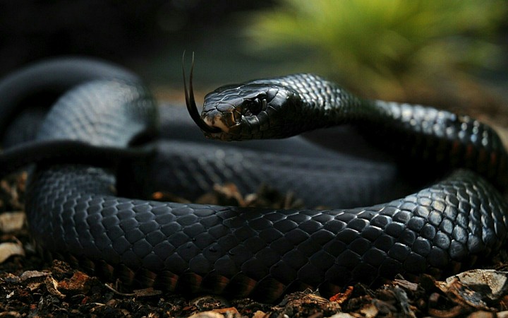 cobra
