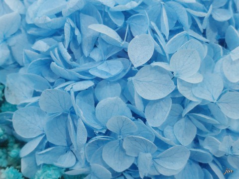 spring, flower桌布