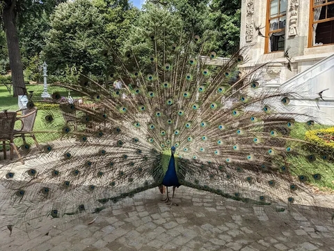 sfondi landfowl, bird