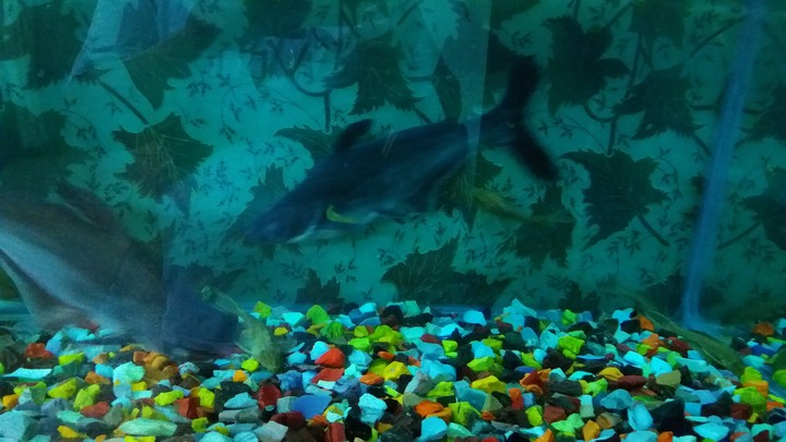 fish
