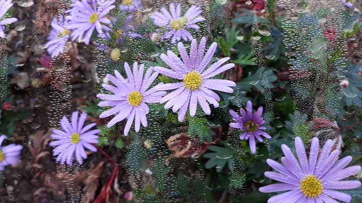 plant-flower