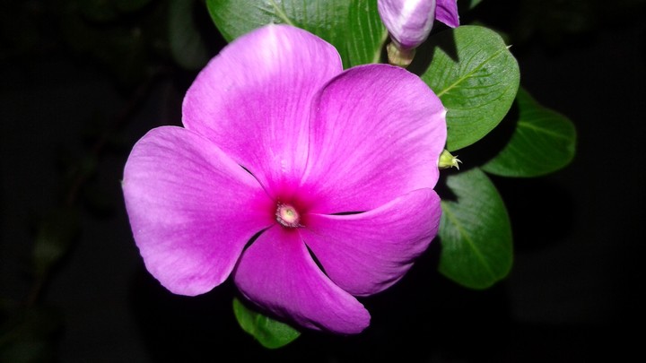 colurful flower