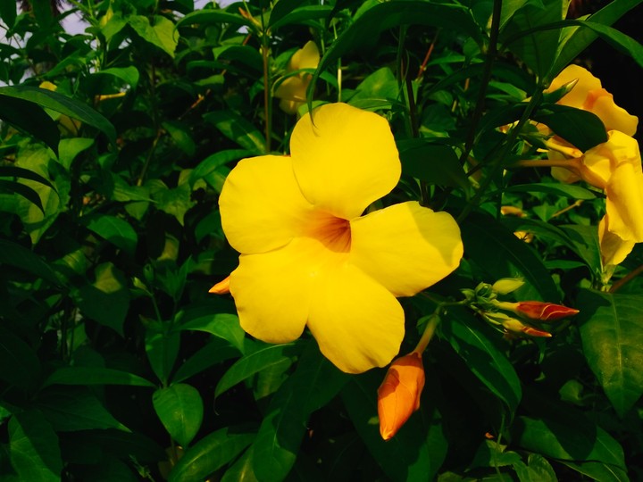 Yellow Beauty, Natural Pic