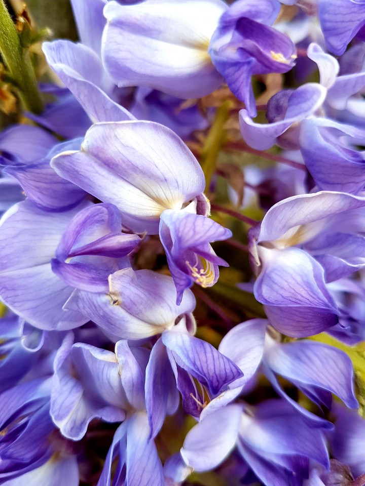 Purple dream