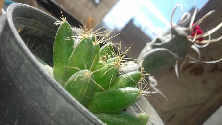 my cactus